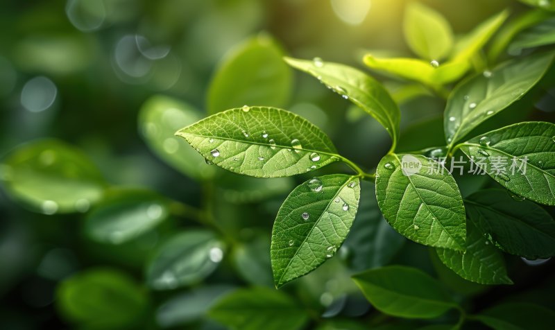 雨后阳光植物绿叶绿色树叶生态背景