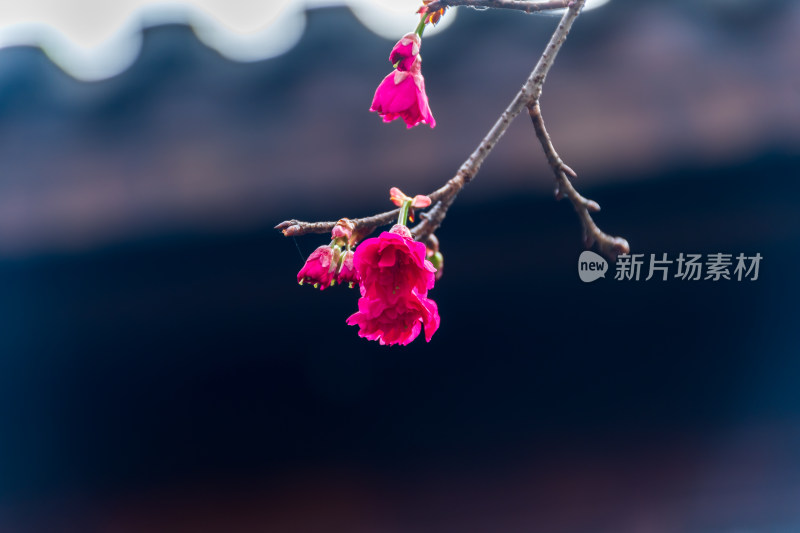 特写绽放的粉红色花朵