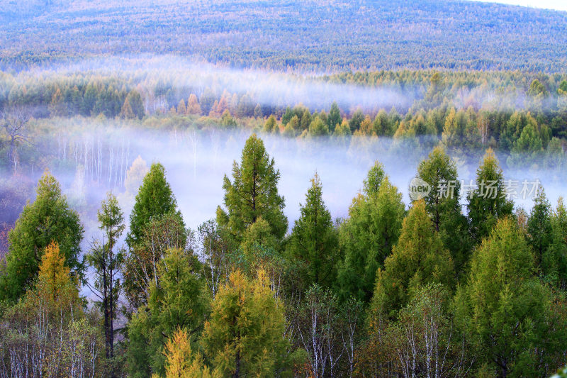 晨雾中的多彩树林