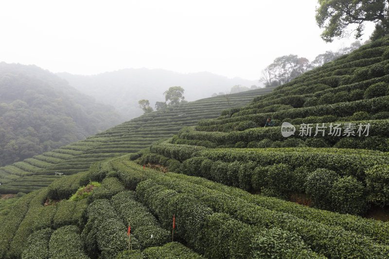 杭州西湖龙井茶园航拍