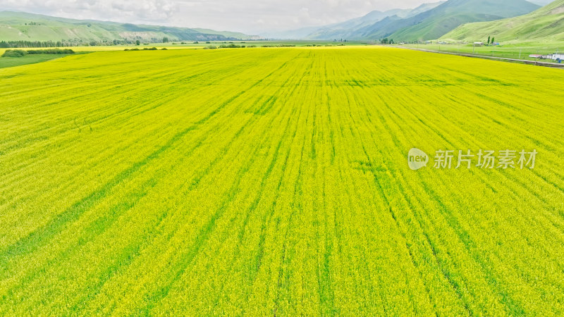 新疆伊犁生态农业油菜花田航拍