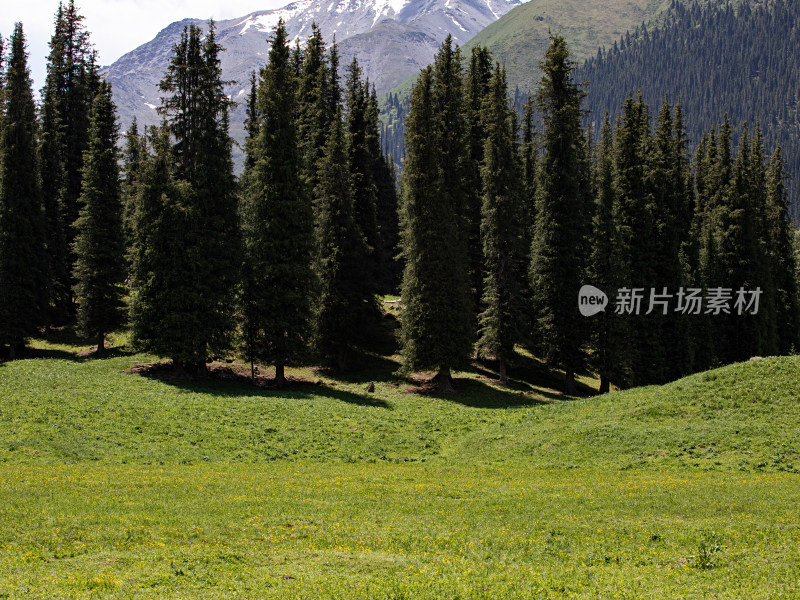 蓝天白云下的草原森林自然风景