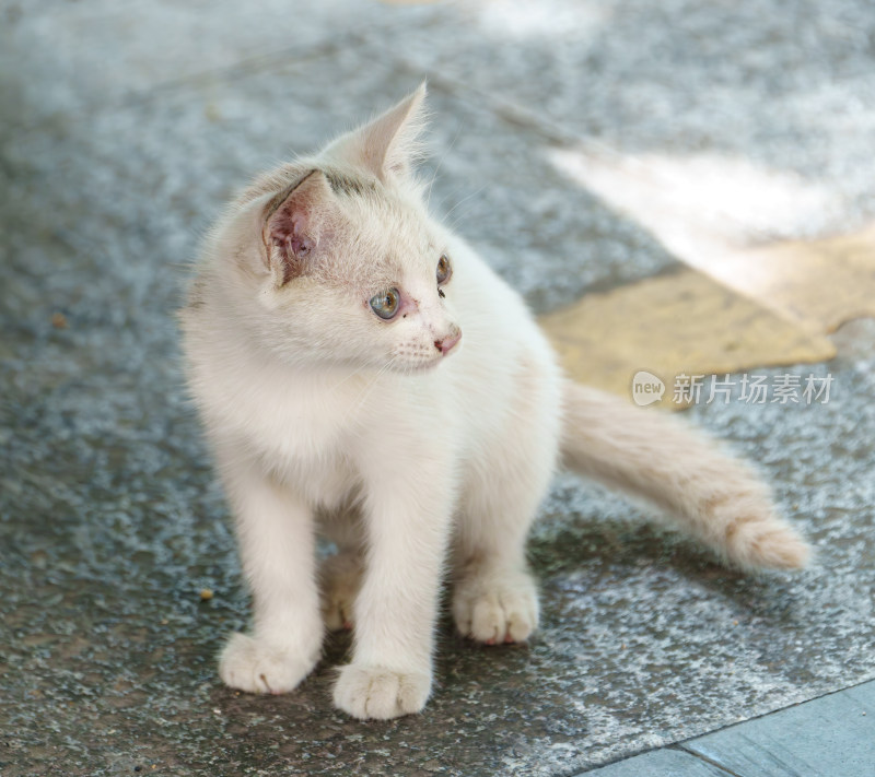 户外的流浪小猫