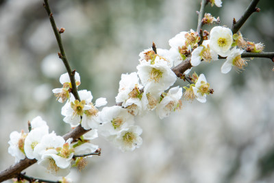 春天枝头绽放的洁白梅花