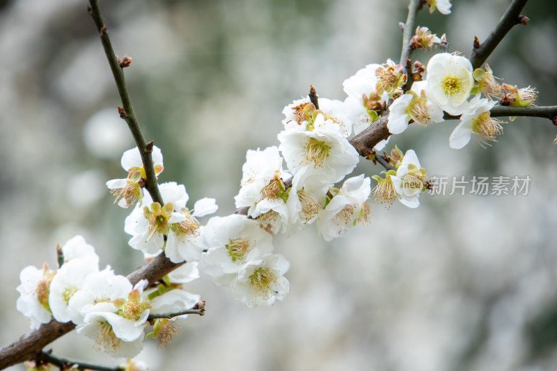 春天枝头绽放的洁白梅花