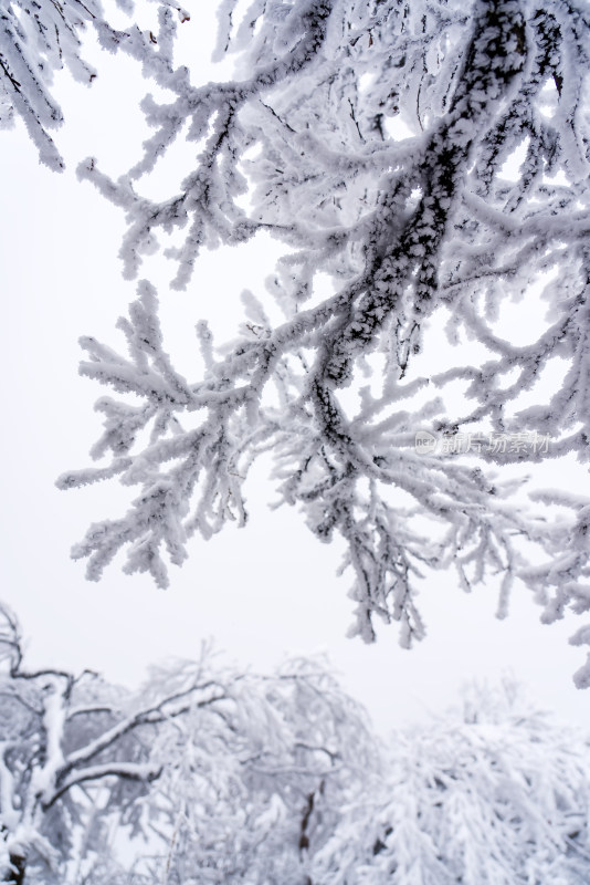 冬季大雪树木雾凇雪挂