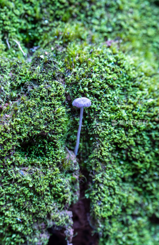 苔藓上蘑菇的特写镜头