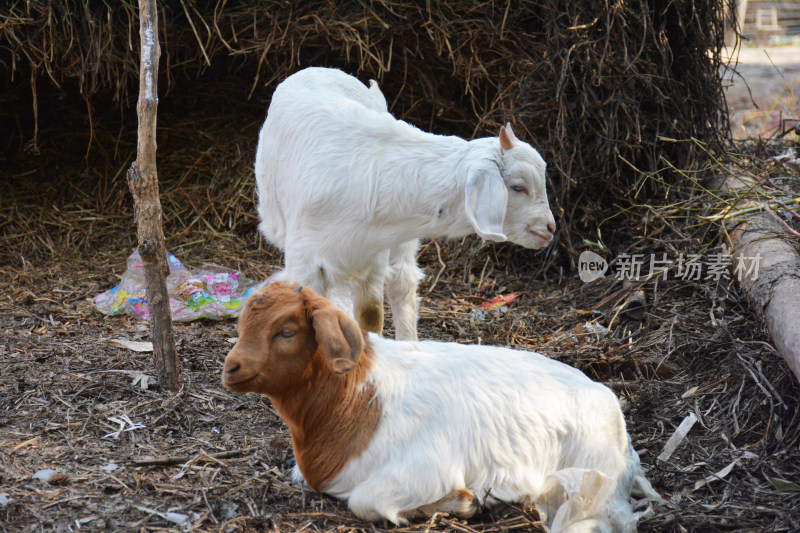 小羊羔卧在地上