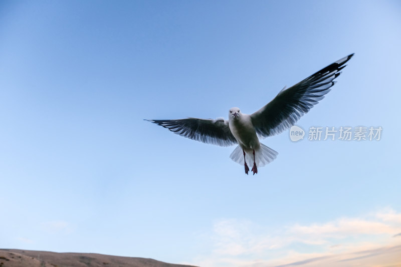 蓝天中展翅飞翔的海鸥