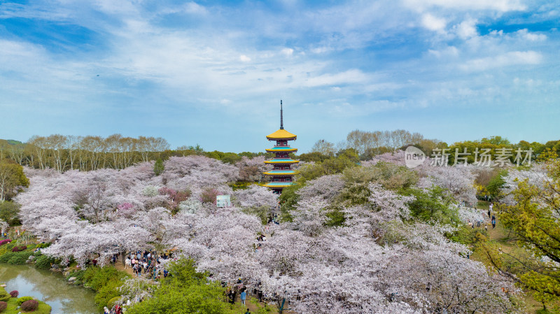 湖北武汉东湖樱花园里的五重塔