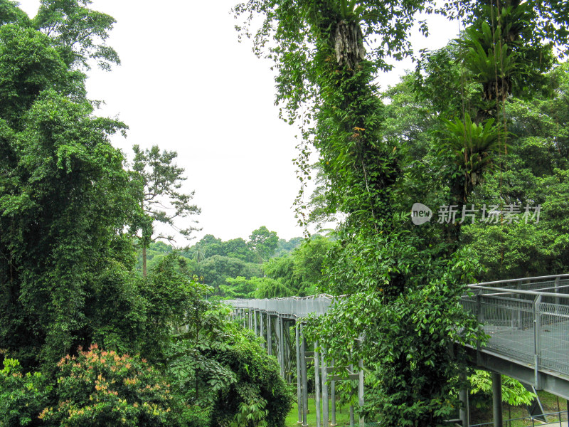 新加坡徒步路线 南部山脊