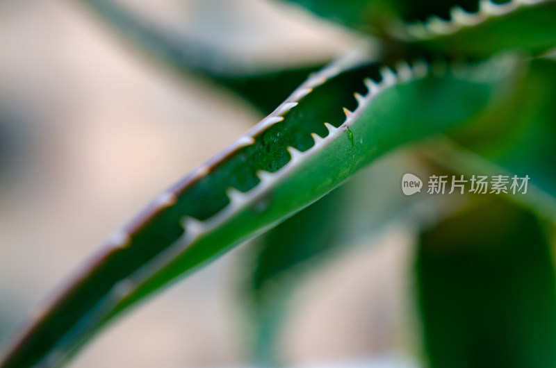 芦荟叶片特写