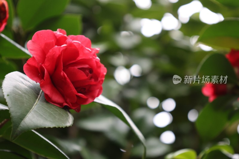 鲜艳红色山茶花特写