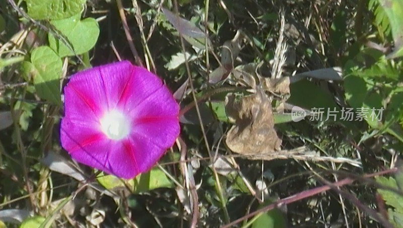 紫色牵牛花特写