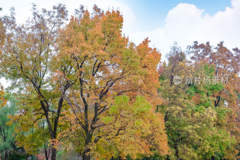 南京钟山风景名胜区明孝陵秋景