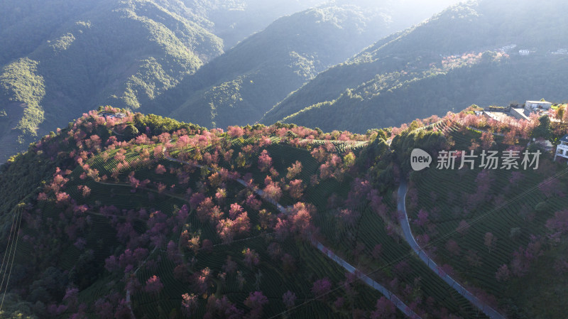 大理无量山樱花谷航拍