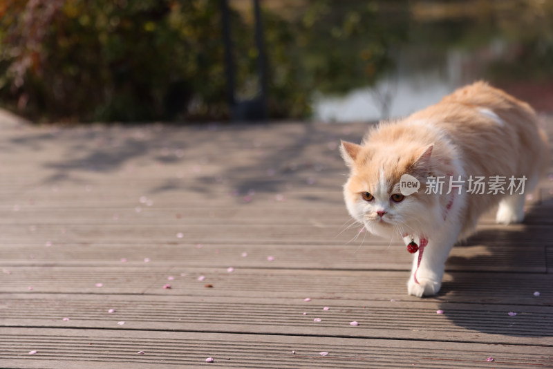 一只在红色梅花树下的乳白英国长毛猫