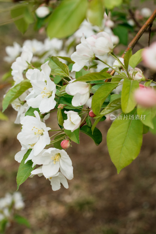 北京元大都公园海堂节海棠