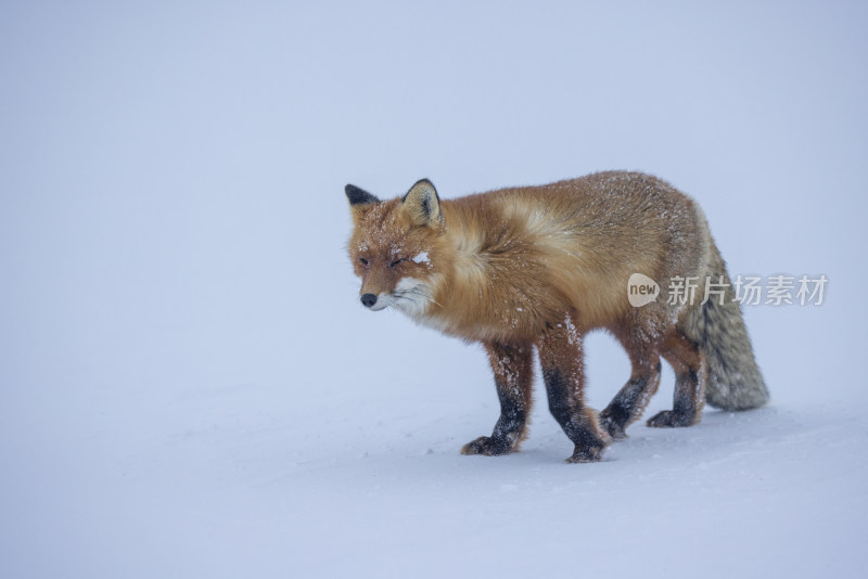 雪地中行走的狐狸