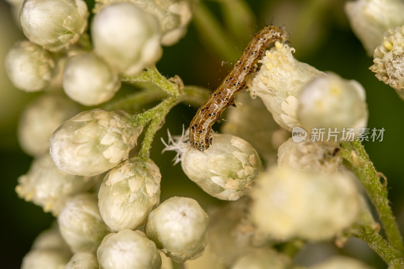 白色花蕾上的毛毛虫特写