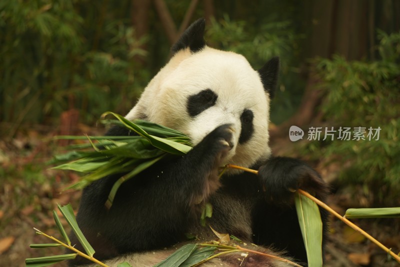 大熊猫萌萌吃竹子的可爱模样