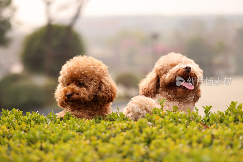 两只草丛里翘首以盼的泰迪犬