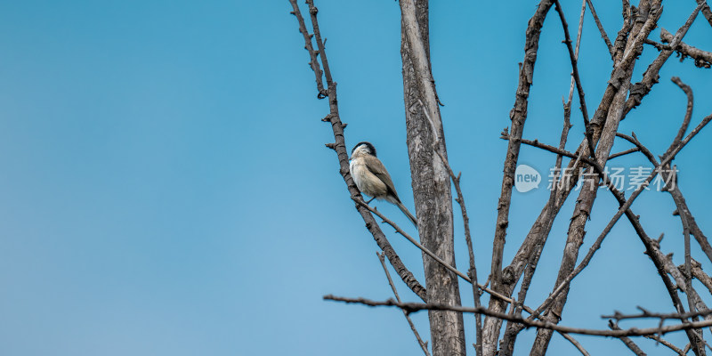 沼泽山雀（Poecile palustris）