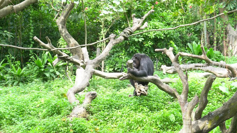 广州长隆野生动物园动物