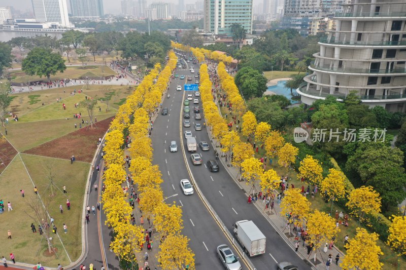 广州黄花风铃盛开市政绿化洲头咀公园航拍