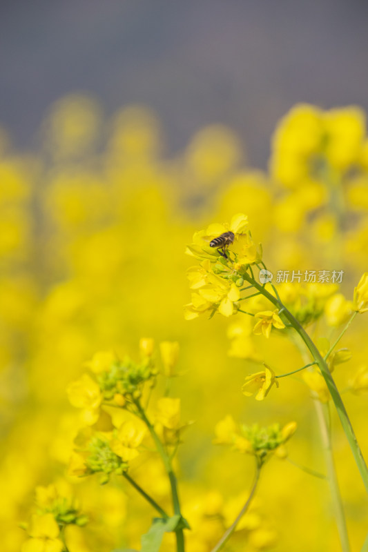 油菜花上采蜜蜜蜂特写镜头