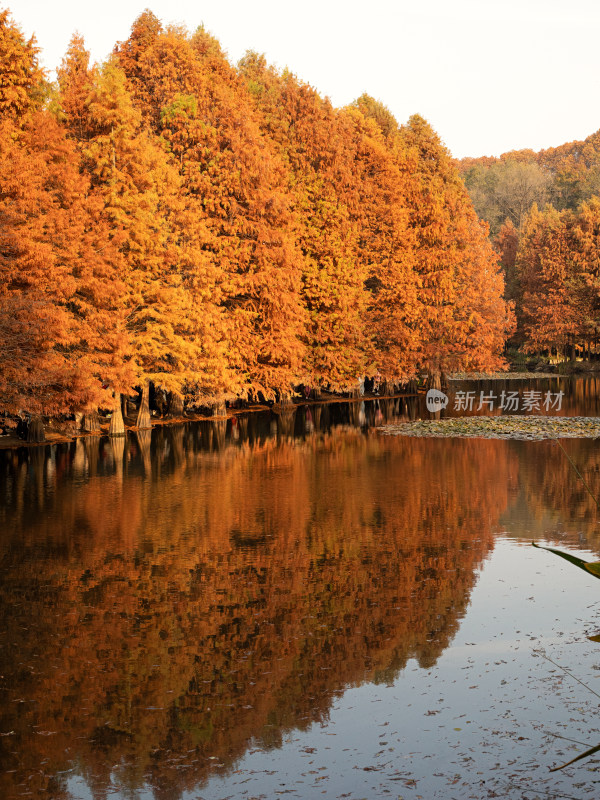 南京明孝陵，秋天金黄色的植物水杉自然风景
