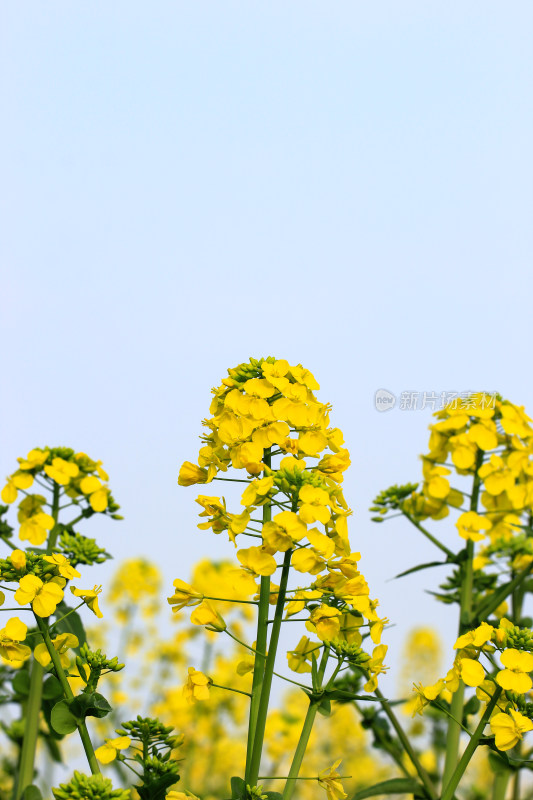 蓝色自然背景中的油菜花