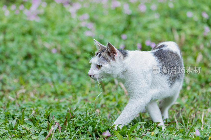 一只狸花猫