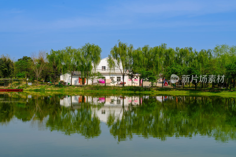 有小溪的春日树林风景