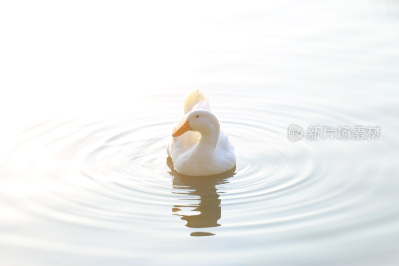 水面上漂浮的白色鸭子