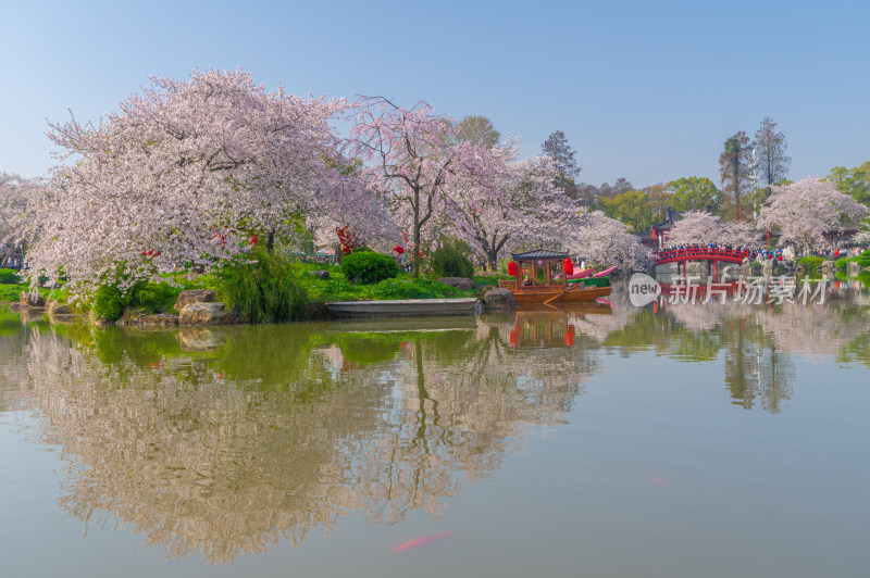 武汉东湖磨山樱花园樱花盛开