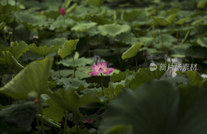 夏季公园荷塘荷叶丛中荷花特写