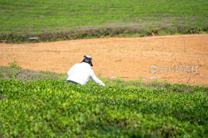 春天茶园采茶