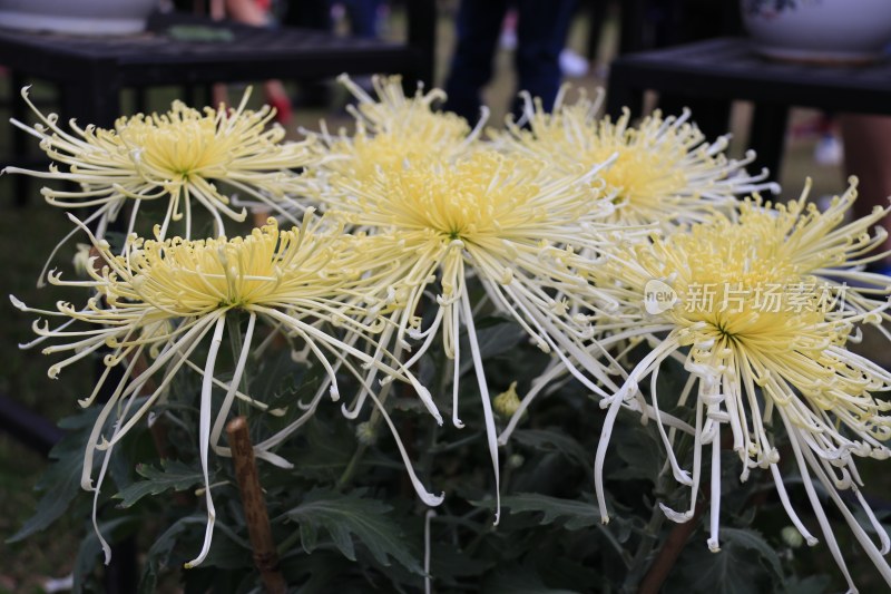 黄色菊花 金丝菊花 