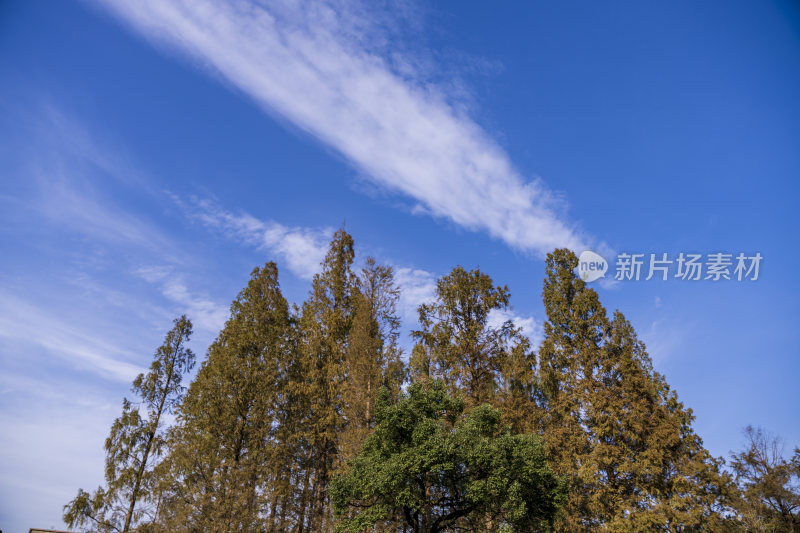 杭州西湖风景区曲院风荷风景