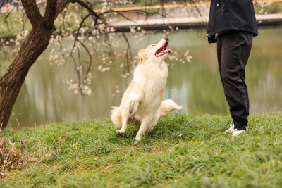 在草地上和主人玩飞盘的边境牧羊犬