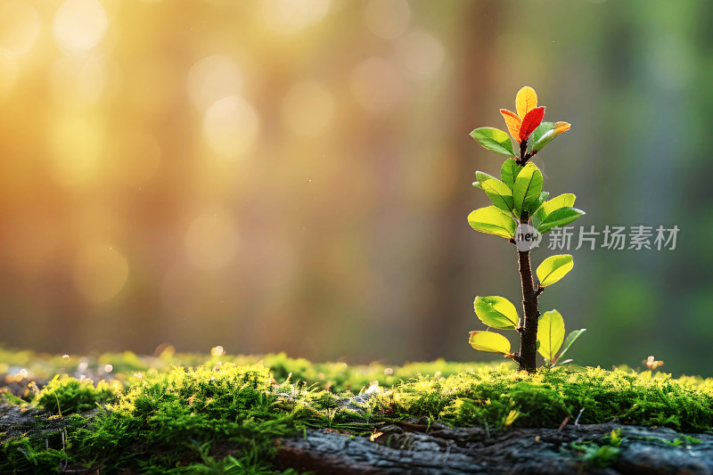 植树节背景自然生态树