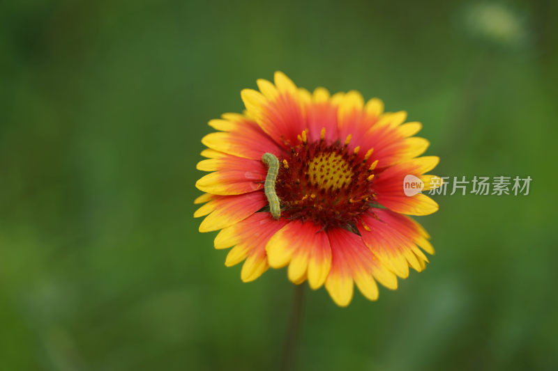 菊花花瓣上的虫子菜青虫