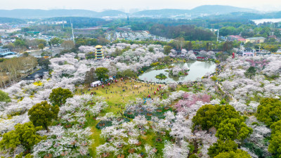 武汉东湖樱花园航拍