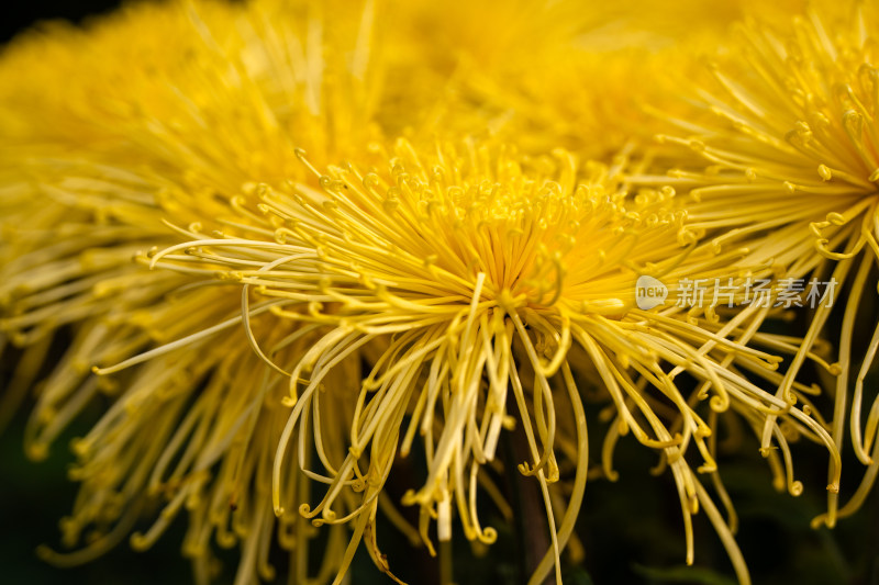 开封清明上河园菊花展菊花特写