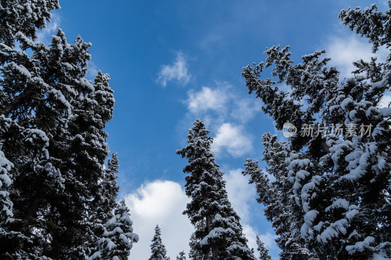 白雪覆盖的密林