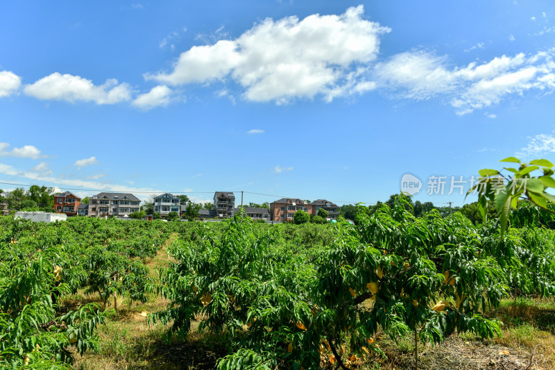 桃园水蜜桃种植，乡村经济