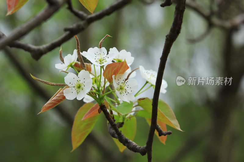 梨花 春天 白色