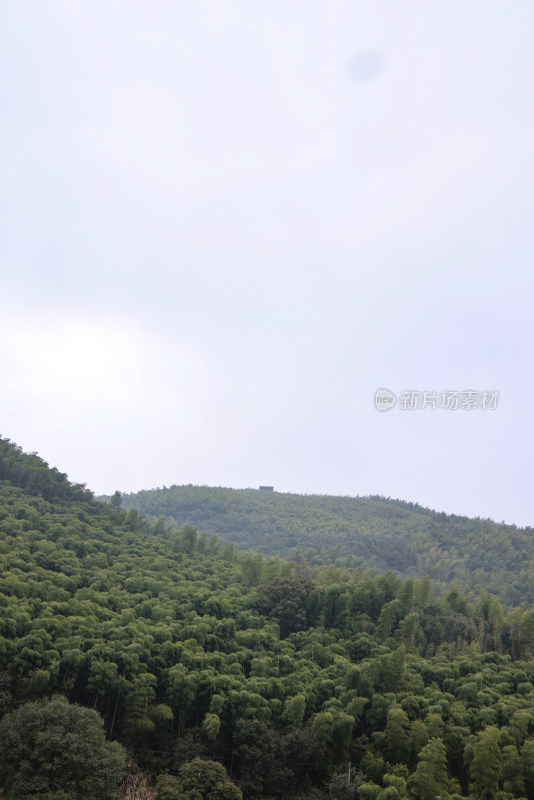 浙江湖州德清县上杨村绿色的竹林