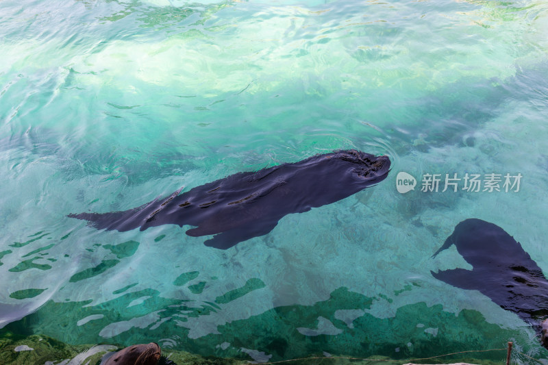 海洋公园里的海狮